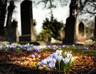 Light purple tulips growing in a cemetery